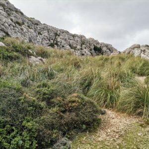 Im Mauretanischen "Gras" auf dem Rückweg, Schienbeine völlig zerschnitten