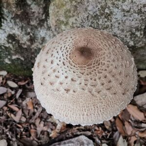 Parasol Pilze wachsen hier auch