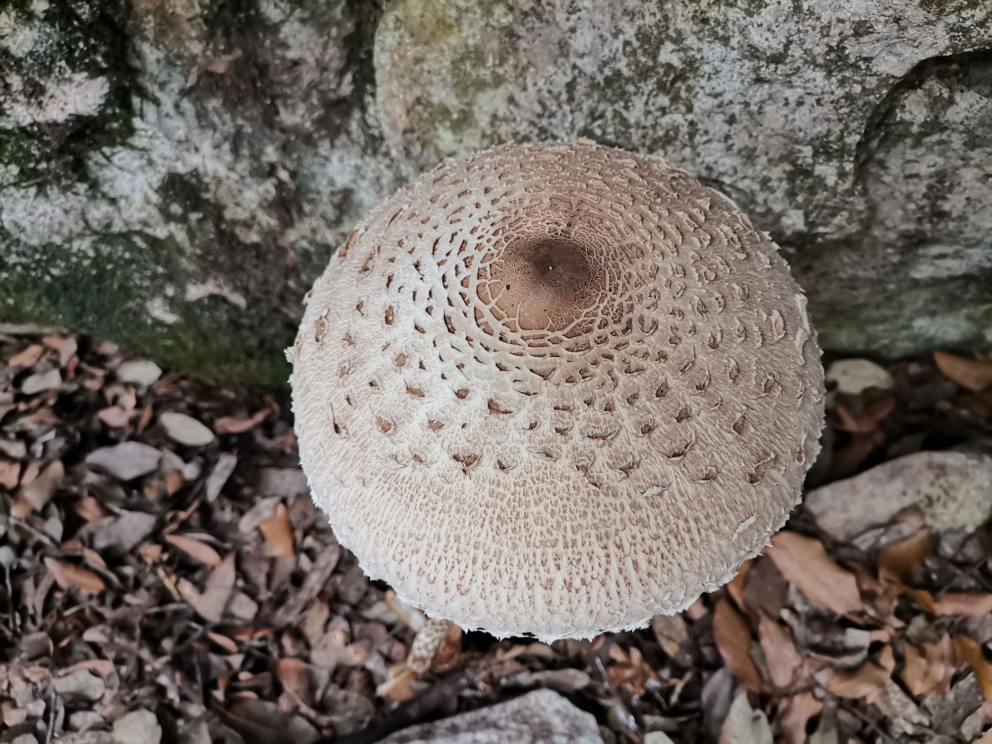Parasol Pilze wachsen hier auch