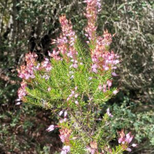 Blüten der Baumheide
