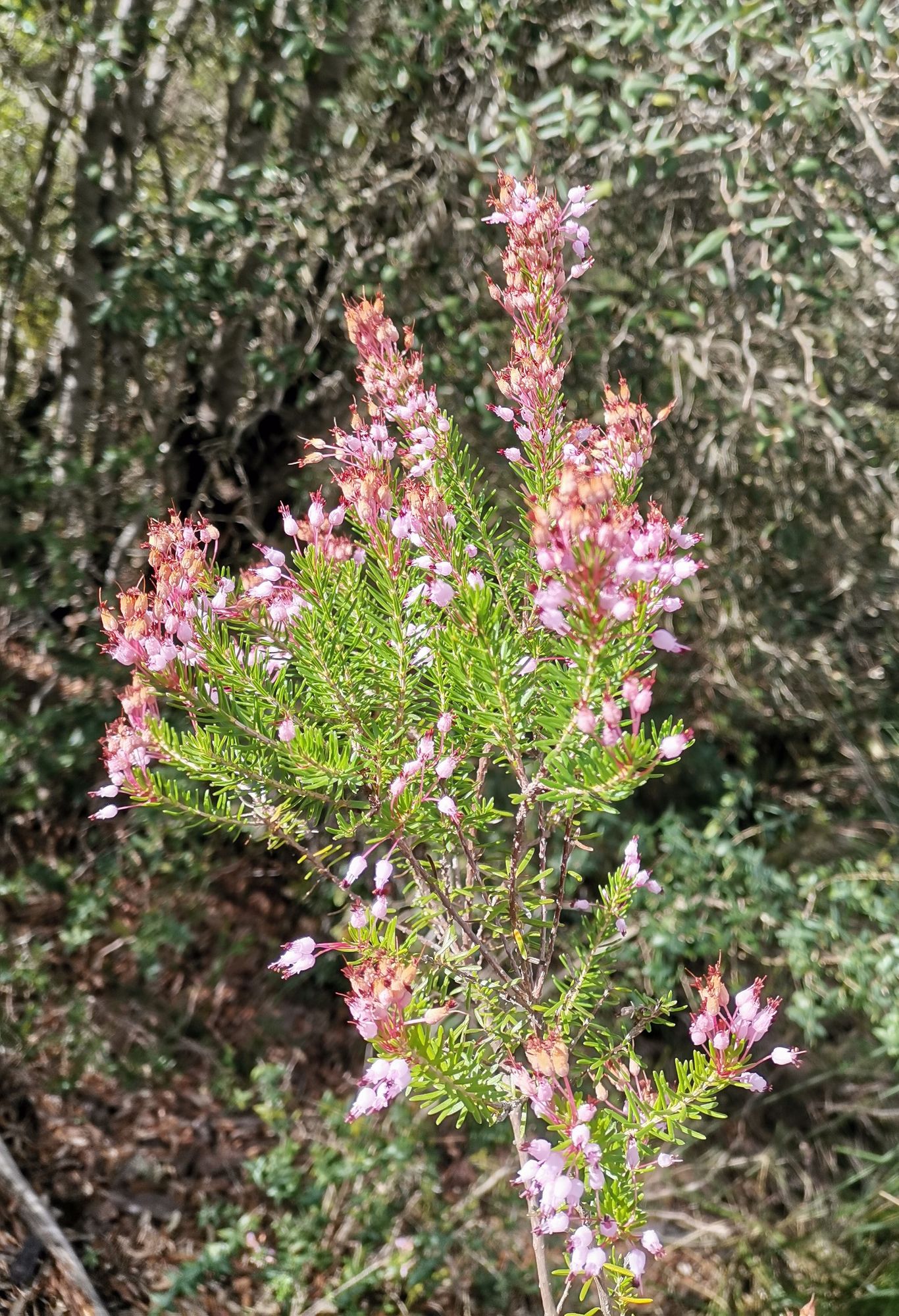 Blüten der Baumheide