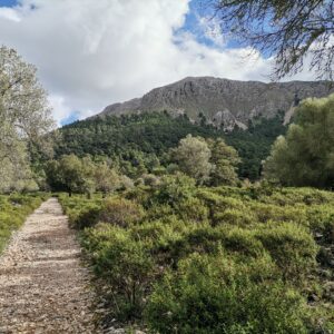 Sonnenbeschienener breiter Wanderweg