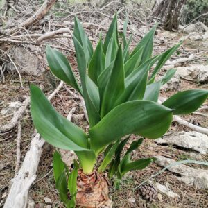 Frische Blumentriebe