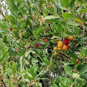 Rot goldene Früchte des Erdbeerbaums