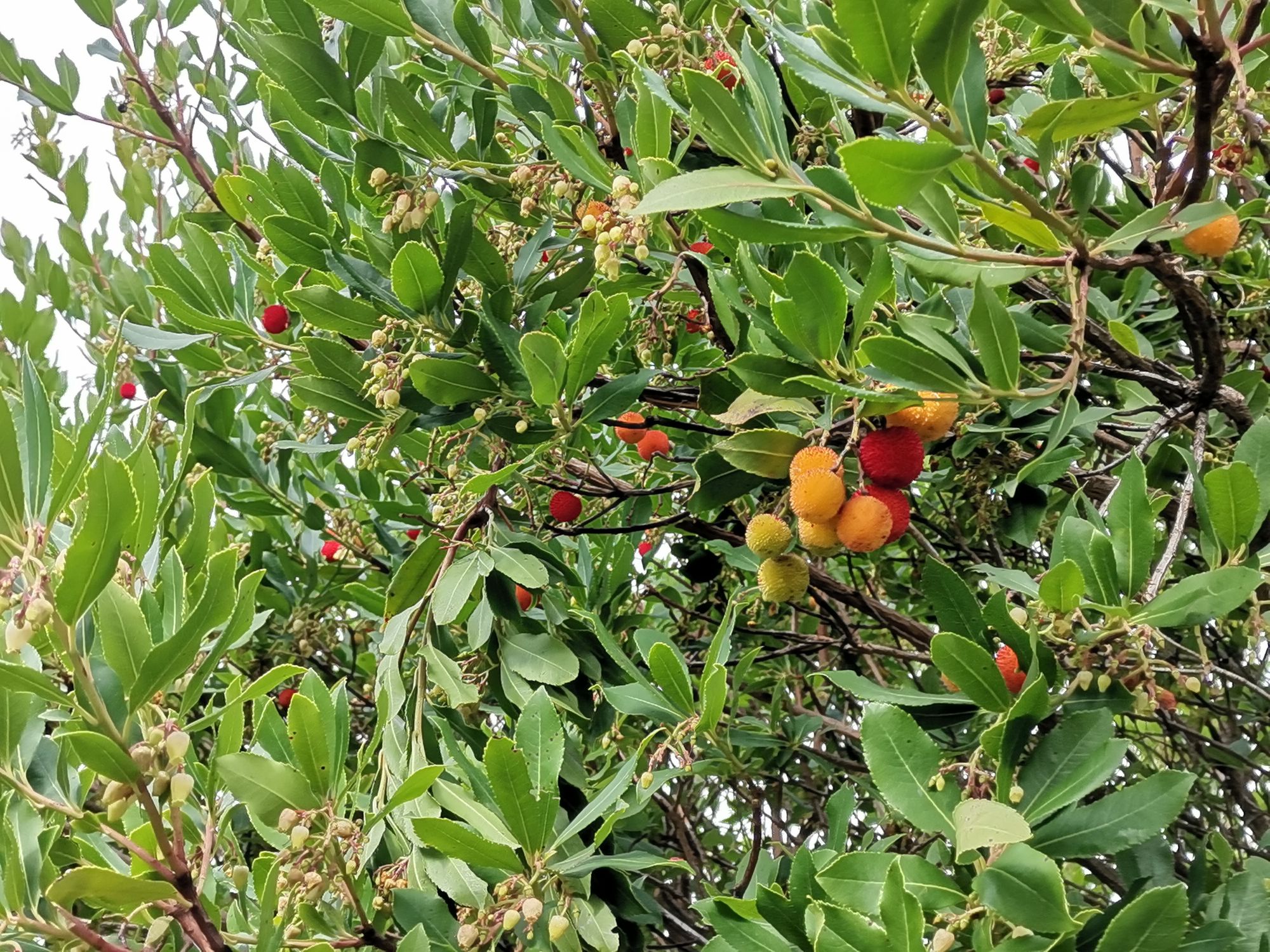 Rot goldene Früchte des Erdbeerbaums
