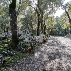 Auf dem GR 221 in der Tramuntana Steineichenwald