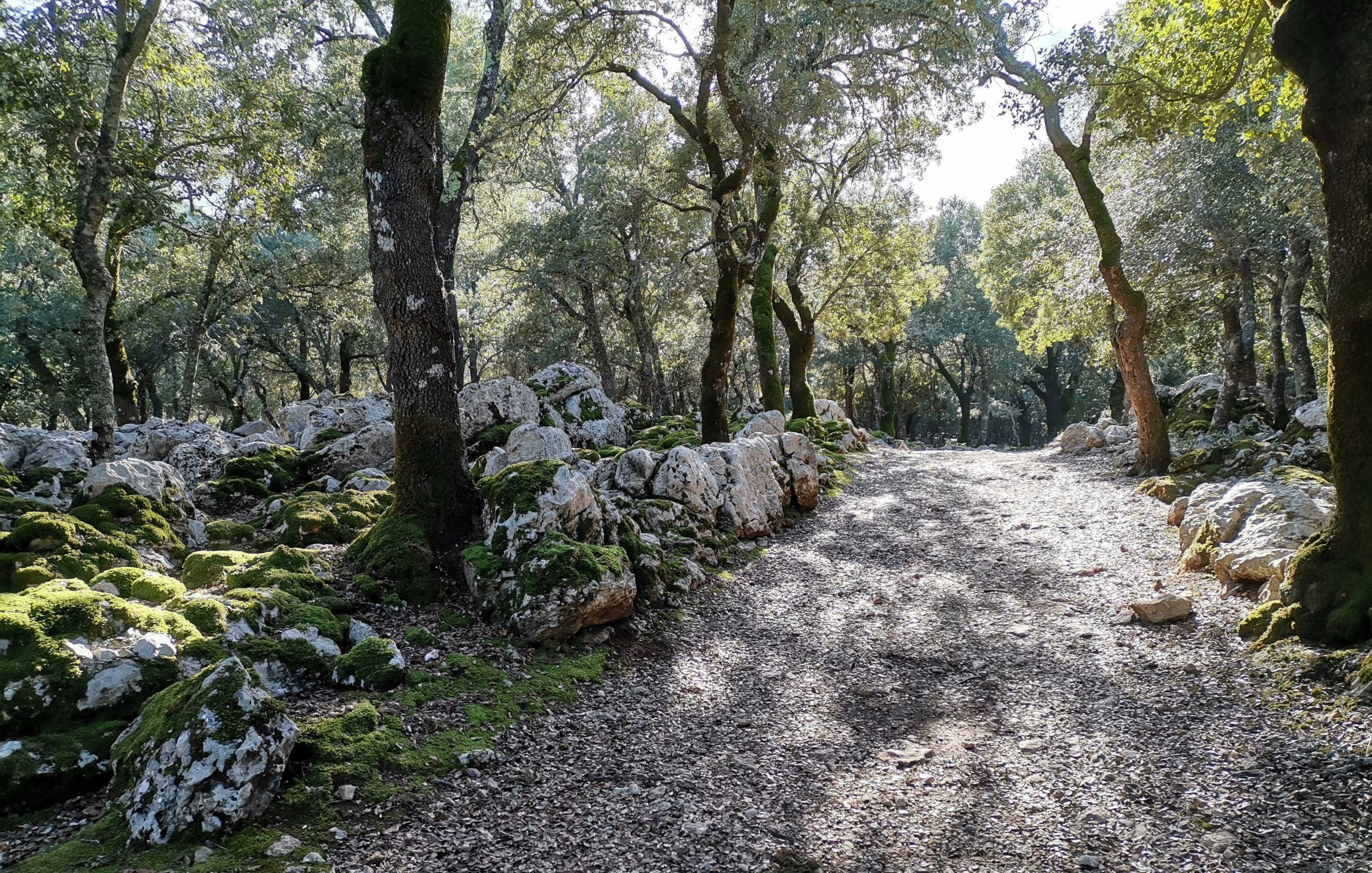 Auf dem GR 221 in der Tramuntana Steineichenwald