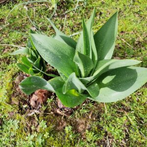 Frische Blumentriebe nach dem ersten Herbstregen