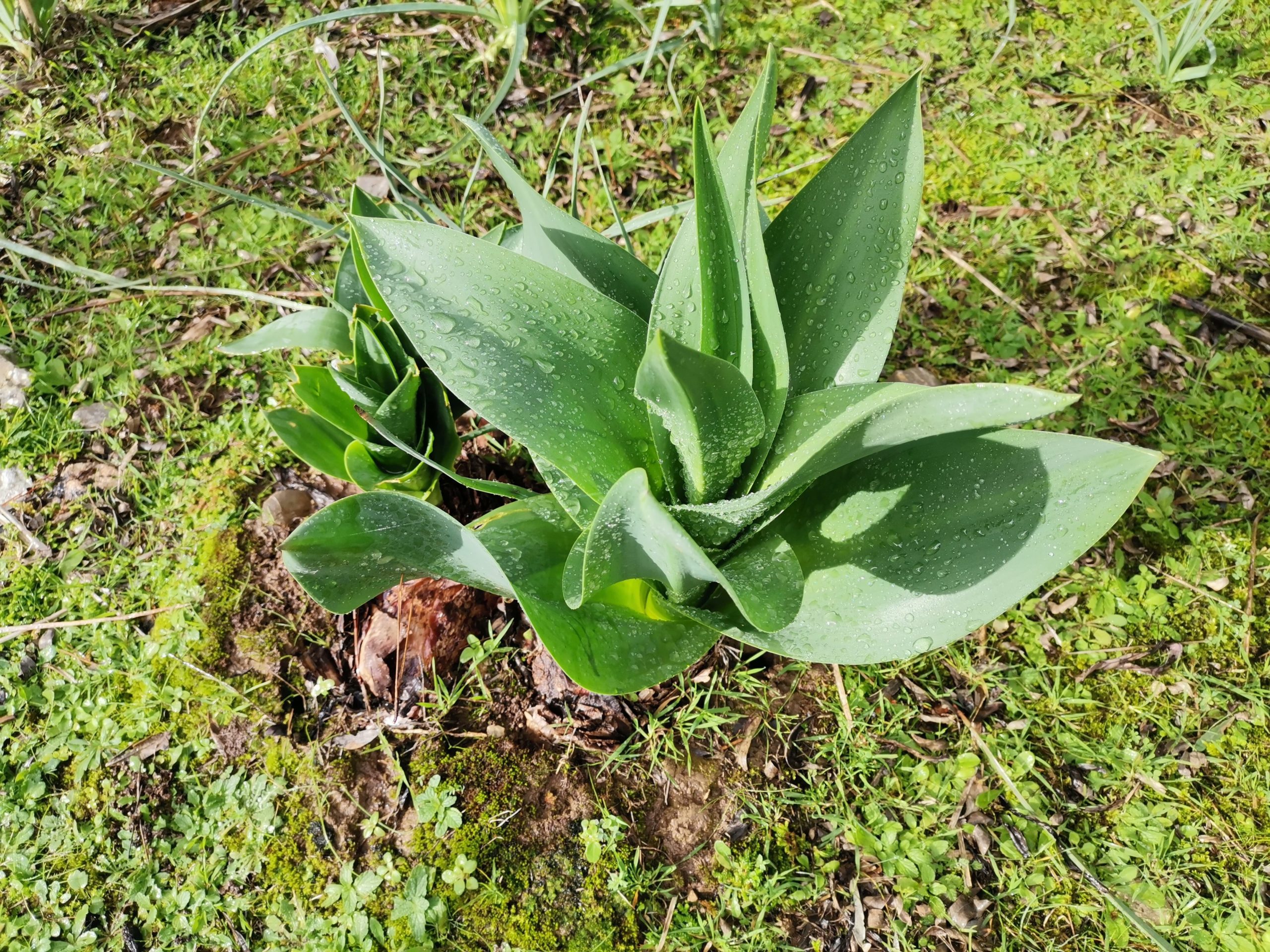 Frische Blumentriebe nach dem ersten Herbstregen