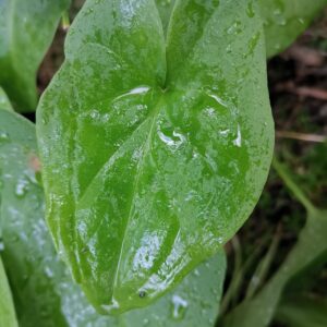 Frischer gefleckter Aaron Stab