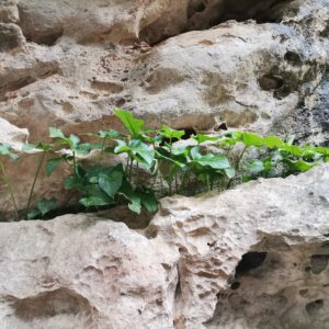 Frischer gefleckter Aaron Stab in Kalkstein Kaarstfurche