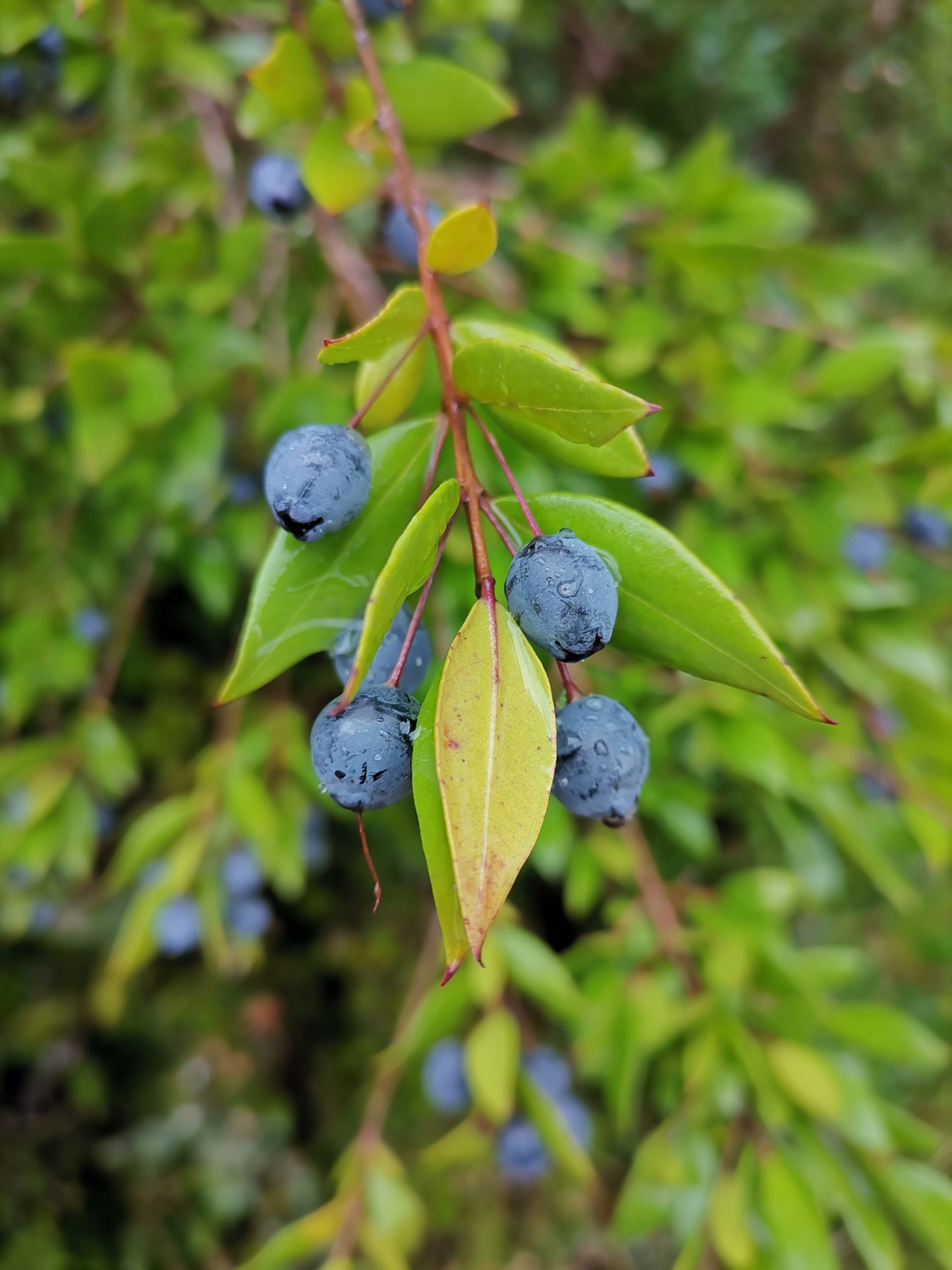 Blaue Myrten Früchte