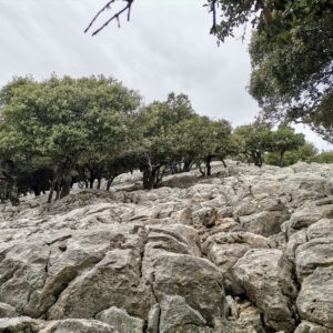 Zerklüfteter Kalkstein & Steineichen