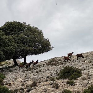 Zerklüfteter Kalkstein, Steineichen & Wildziegen
