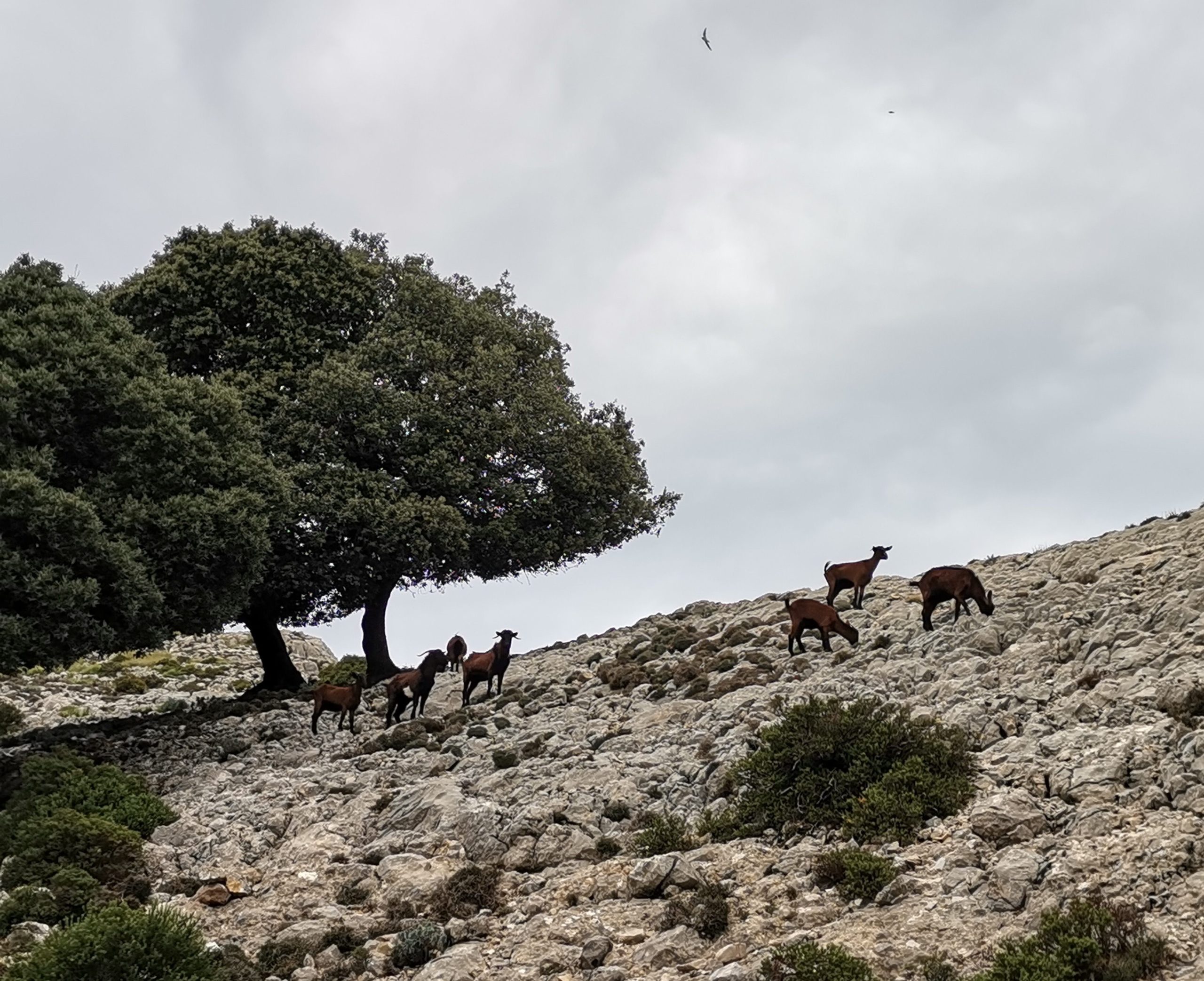 Zerklüfteter Kalkstein, Steineichen & Wildziegen
