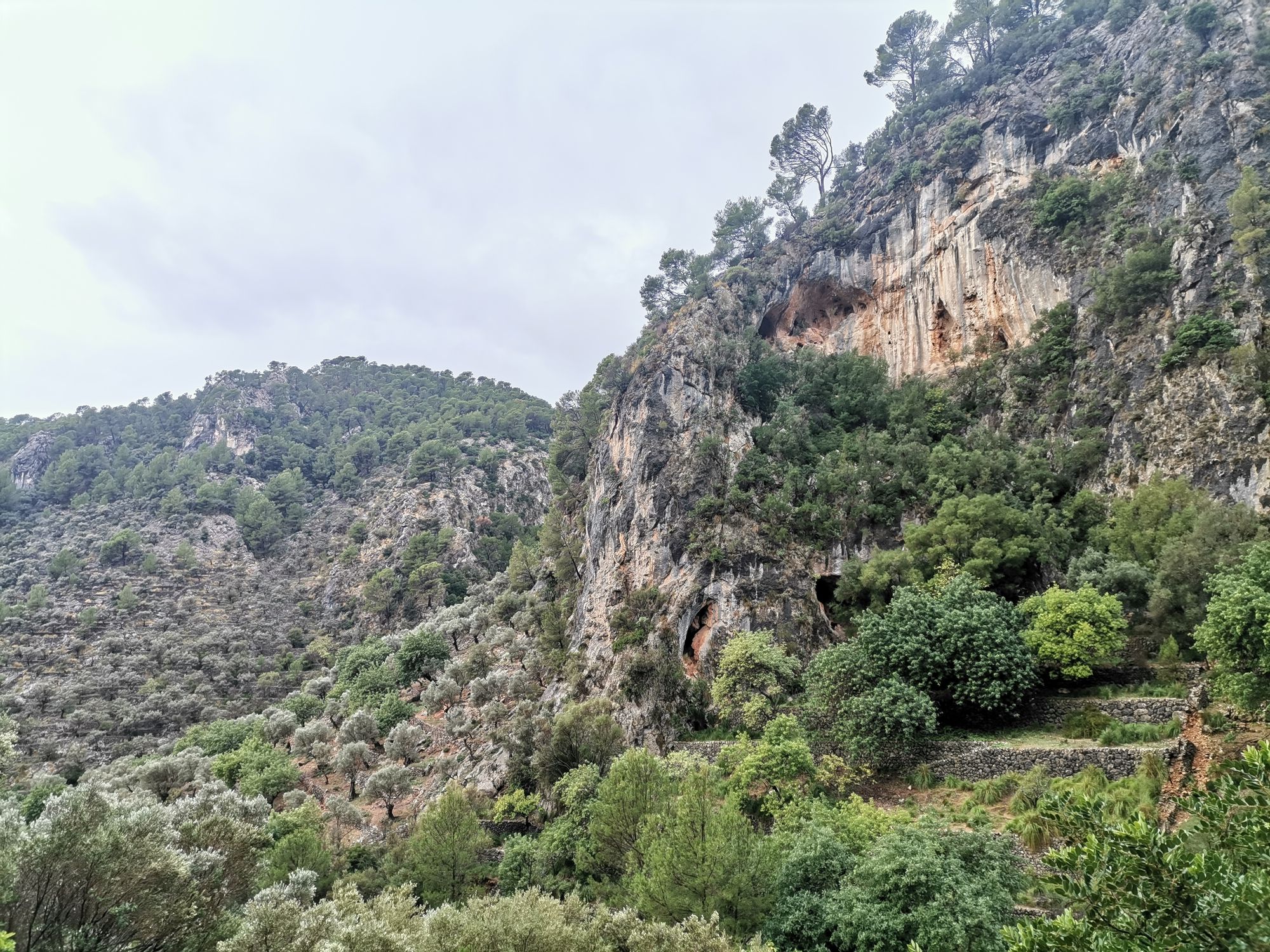 Auf dem Wanderweg GR 222 nach Caimari Olivenhaine