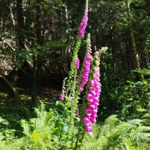Inveraray Digitalis in voller Blüte