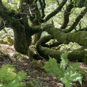 Inveraray alter bemosster Baum