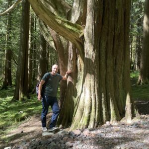 Inveraray großer Baum