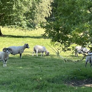 Inveraray Park Schafe