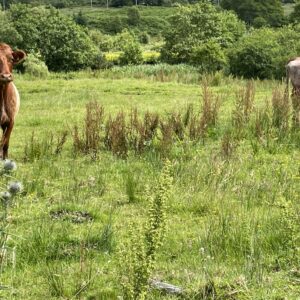 Pferde auf der Weide