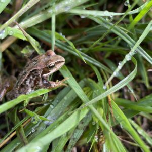 Frosch im Gras