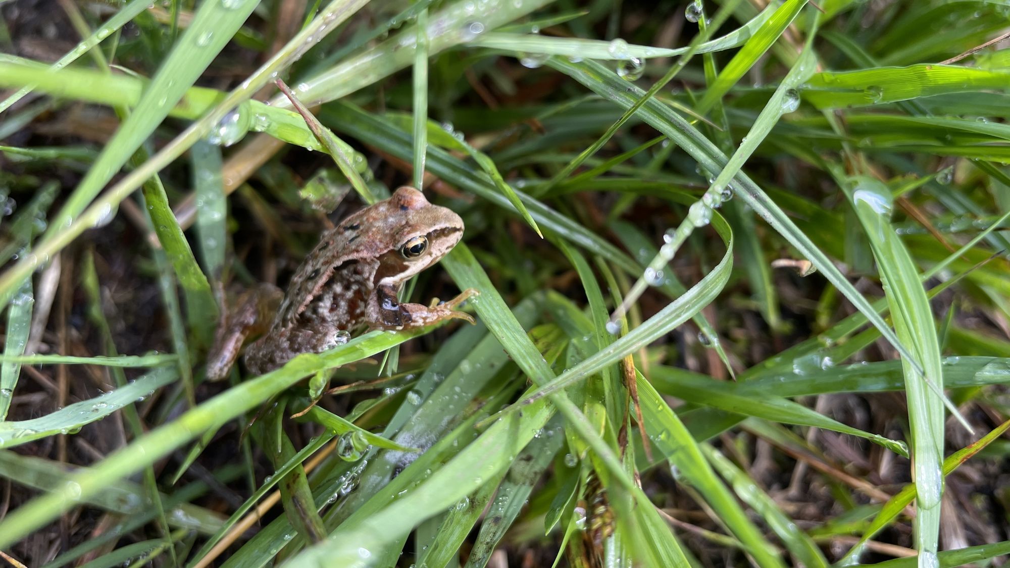 Frosch im Gras