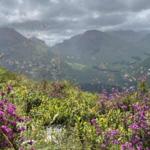 Heidekraut beim Abstieg