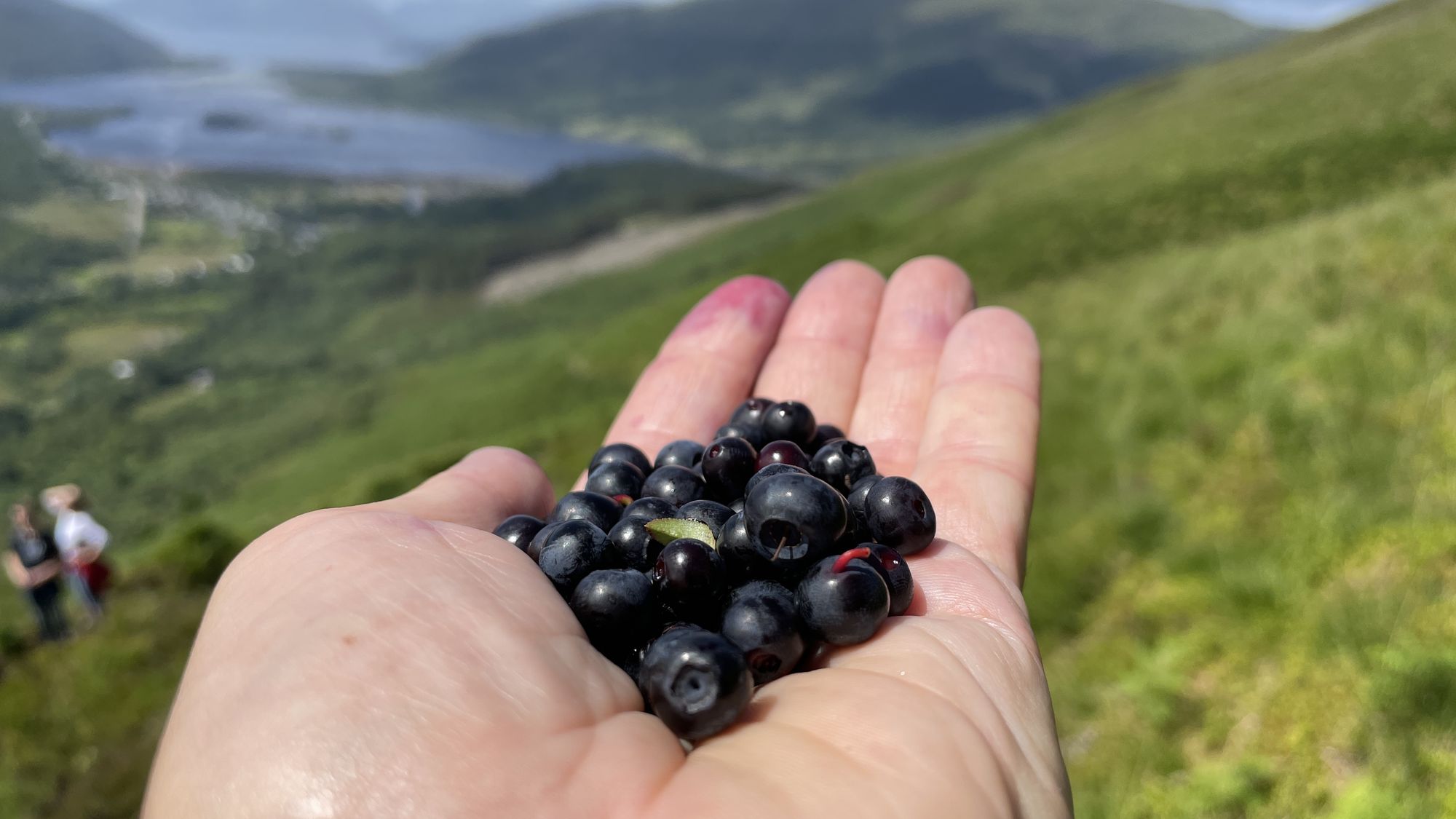 Heidelbeeren Ernte