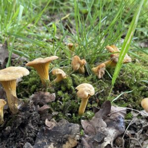 Pfifferlinge im Gras