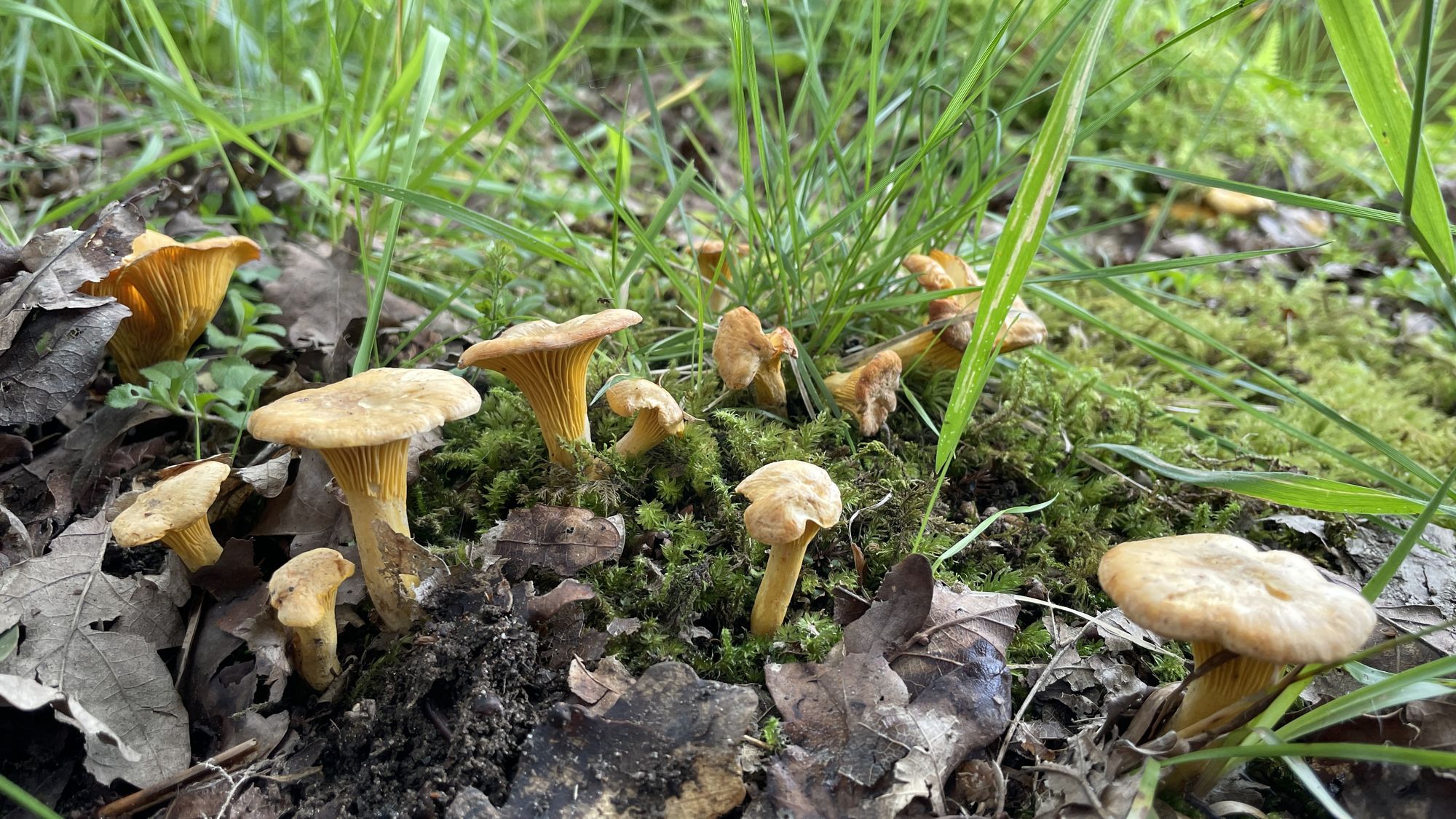Pfifferlinge im Gras