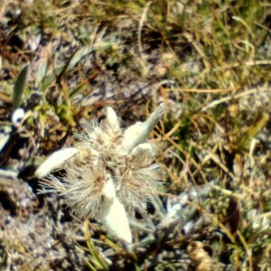 Schlern Alpenweiß Blüte