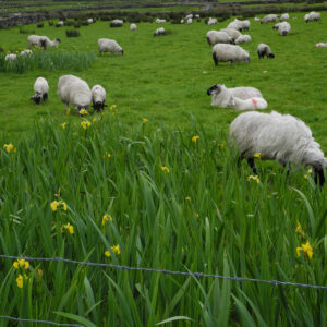 Schaffe in gelben Lilien auf grüner Wiese