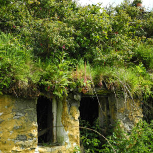 Ruine überwuchert